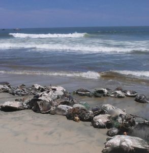 La trágica muerte de 300 ejemplares en vía de extinción en México. Tortugas en Oaxaca: la trágica muerte de 300 ejemplares en vía de extinción por culpa de una red ilegal en la costa de México