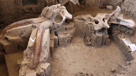 INAH encuentra el más grande grupo de restos de Mamuts del país en Tultepec.