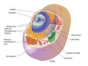 Estructura y función de los organelos celulares